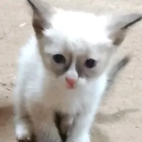 сиам котенок