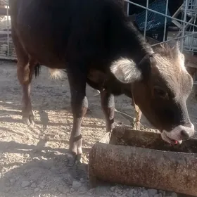 öküzçe