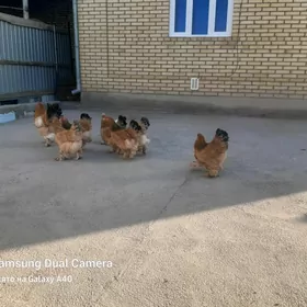 brama ýumurtga paliwi