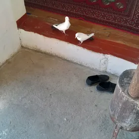 Kepderi