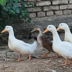 gak gak