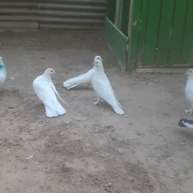 kepderi