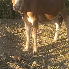 okuzce