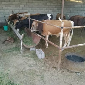 7 sany okuz