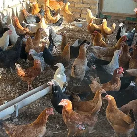 towuklar ýaş