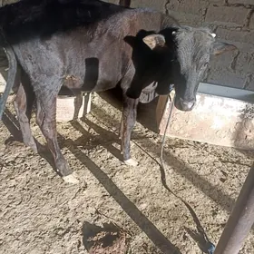öküz