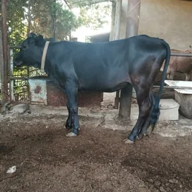 Bakylan gulajyn