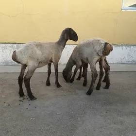 tokli