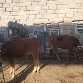 Göle tuwe