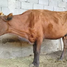 Sygyr
