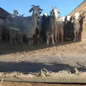 çewis