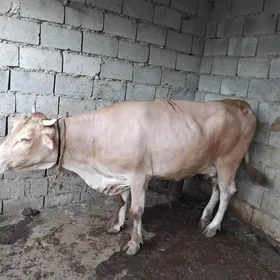 sygyr