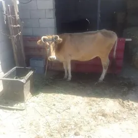 gysyr sygyr