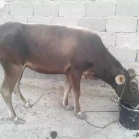 sygyr 1 ýaş 3 aýlyk tüwe