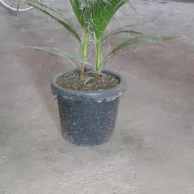 palma alÿandyra otag guller
