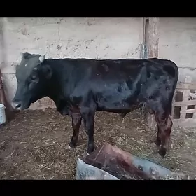 òkùz
