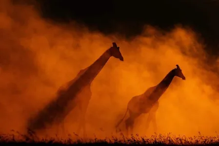 Prints for Wildlife taslamasy 2025-nji ýyldaky iň oňat ýabany tebigatyň suratlaryny görkezdi
