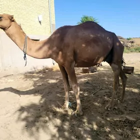 Kosekli duye