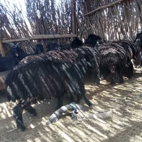 Gyşlaky bitewi biçik