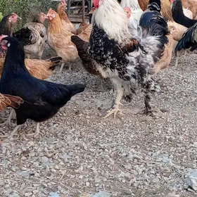 horazlar
