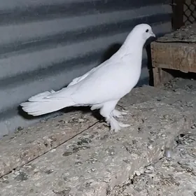 kepderi