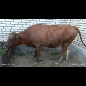 Bogaz sygyr