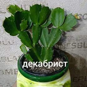 комнатные растения 25м-75м