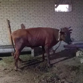 Öküz