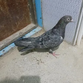 kepderi
