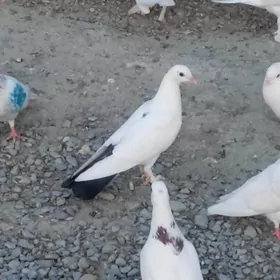 kepderi