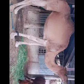 Düye