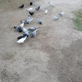 Kepderi
