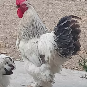 Brama Horaz