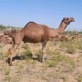 Höwür erkek düýe