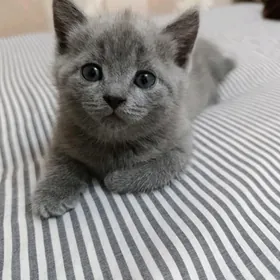 британские котята