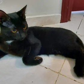 Котик черный