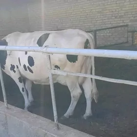 golyştein sygyr we oküz