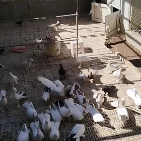 kepderi