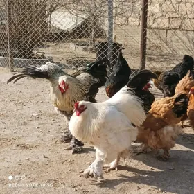 brama