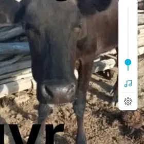 Sygyr