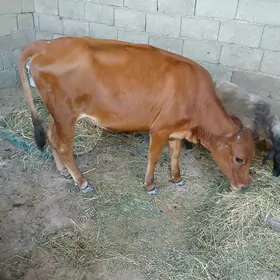 Göle