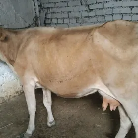 sygyr