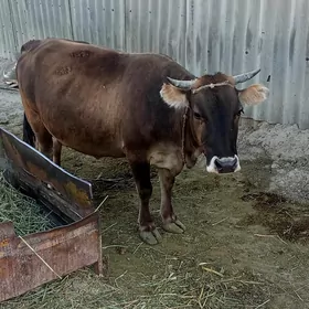 sygyr. goleli