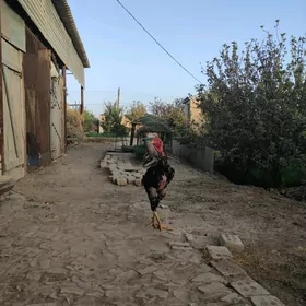horaz paroda