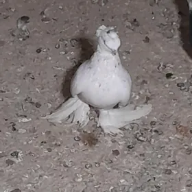 kepderi