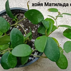 хойя Матильда сплеш