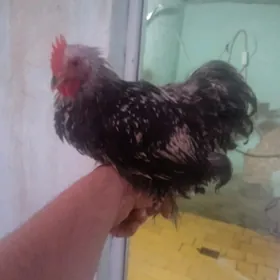 kokin