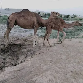 Köşekli Düýe