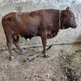 öküz