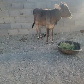 Tuwejik